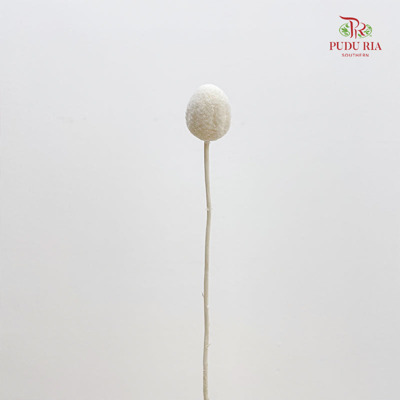 Preservative Craspedia - White