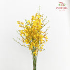 Dancing Lady / Golden Shower (M) - (Per Bundle)