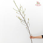 Magnolia White - (Per Bundle)