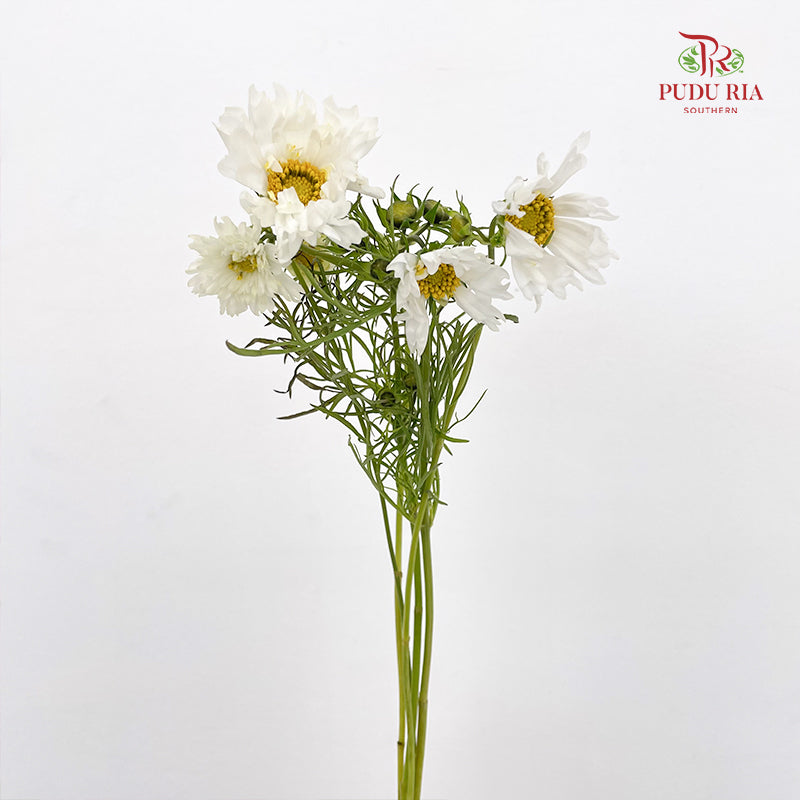 Cosmos Bipinnatus White 秋英 - (5 Stems)