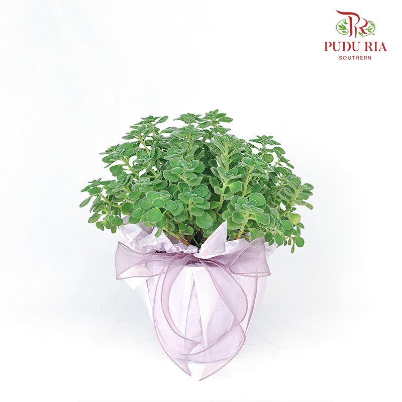 Plant Arrangement#2