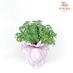 Plant Arrangement#2