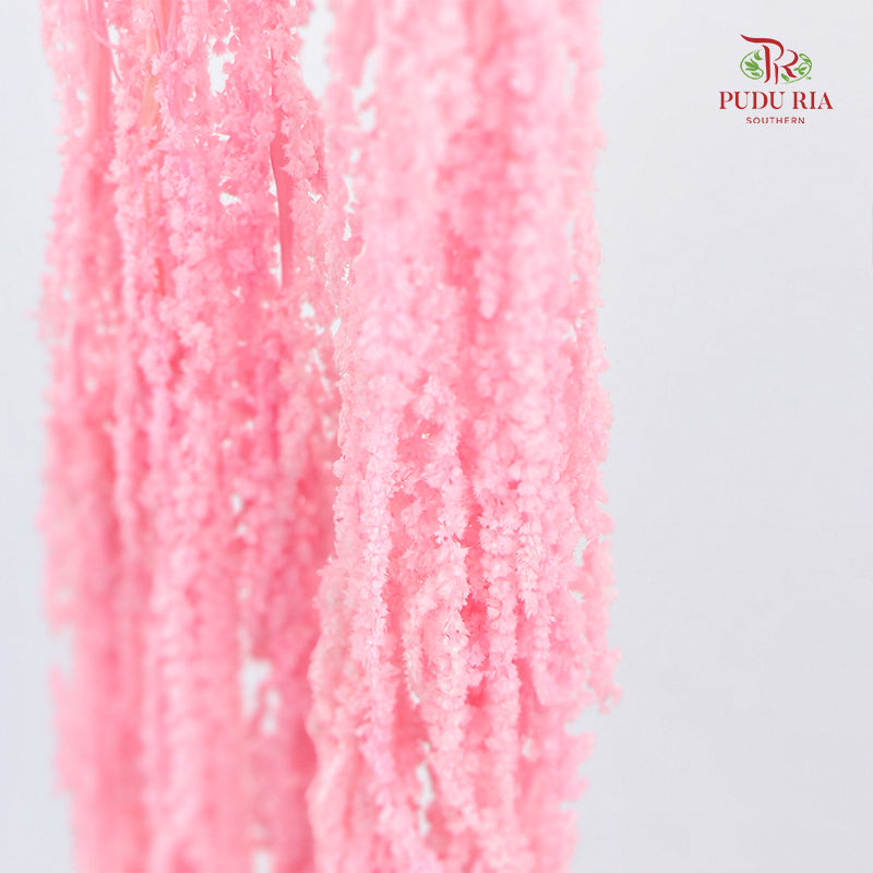 Preservative Amaranthus Light Pink