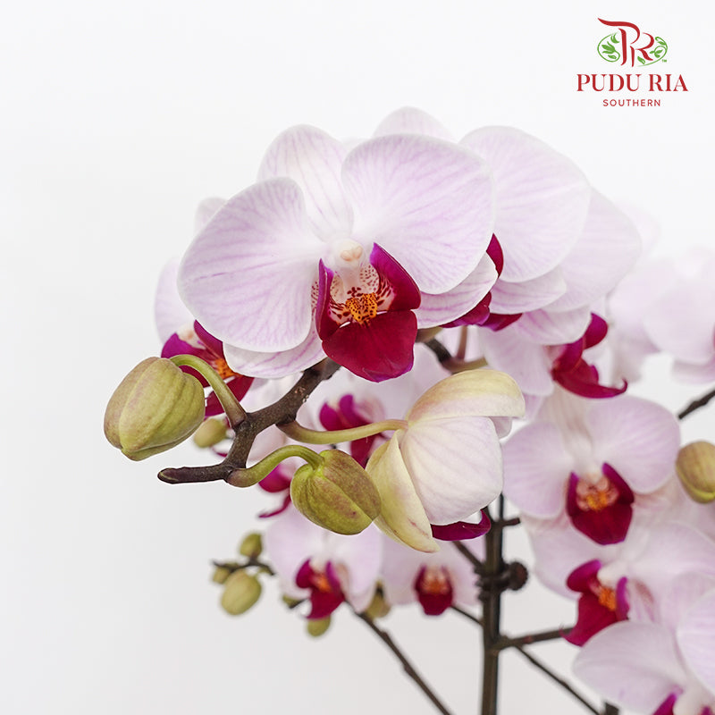 Phalaenopsis Orchid Purple White Premium Double Stem