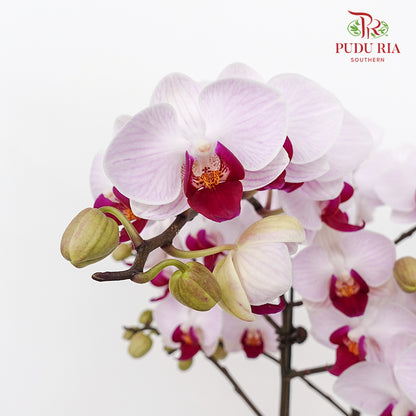 Phalaenopsis Orchid Purple White Premium Double Stem