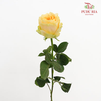 Rose Turtle - (8 Stems)