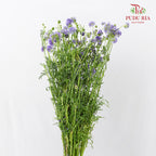 Gilia Capitata - (Per Bundle)