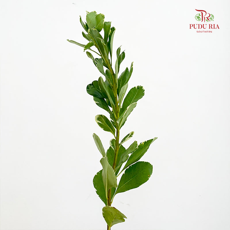 Pittosporum Leaf 花叶海桐 - (Per Bundle)