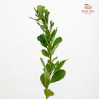 Pittosporum Leaf 花叶海桐 - (Per Bundle)
