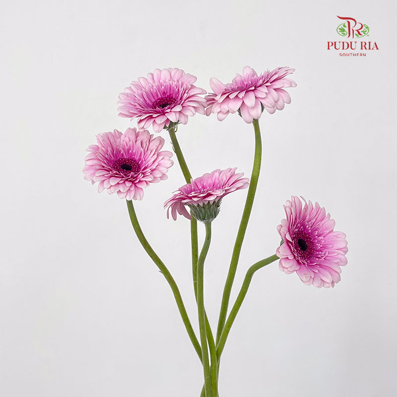 Gerbera Mini Herrera - (5 Stems)