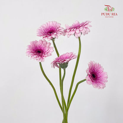 Gerbera Mini Herrera - (5 Stems)