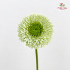Gerbera Pasta Germini Green - (8-10 Stems)