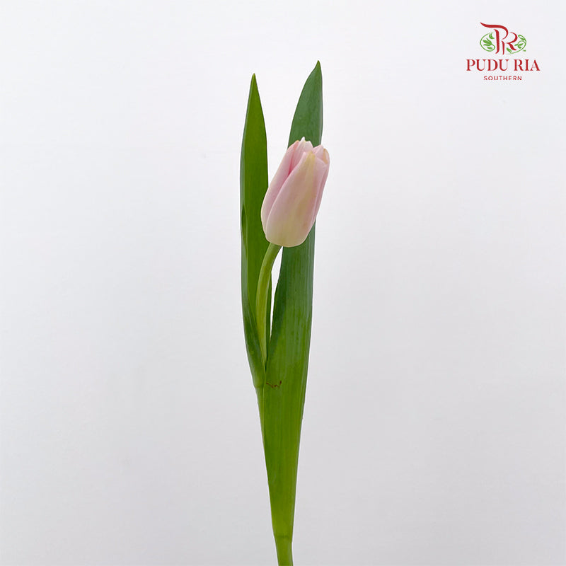 Tulip Pink 郁金香 - (8-10 Stems)