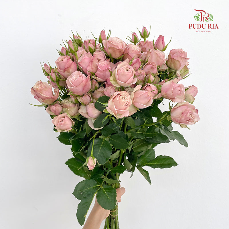 Rose Spray Pink - (8-10 Stems)