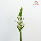 Ornithogalum Thyrsoides - Pudu Ria Florist Southern