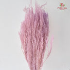 Dry Melaleuca Leaf Lilac