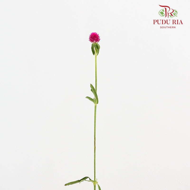 Gomphrena Strawberry Carmine - (Per Bundle)