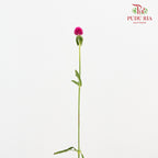 Gomphrena Strawberry Carmine - (Per Bundle)