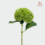 Hydrangea Green 绣球花 - (Per Stem)