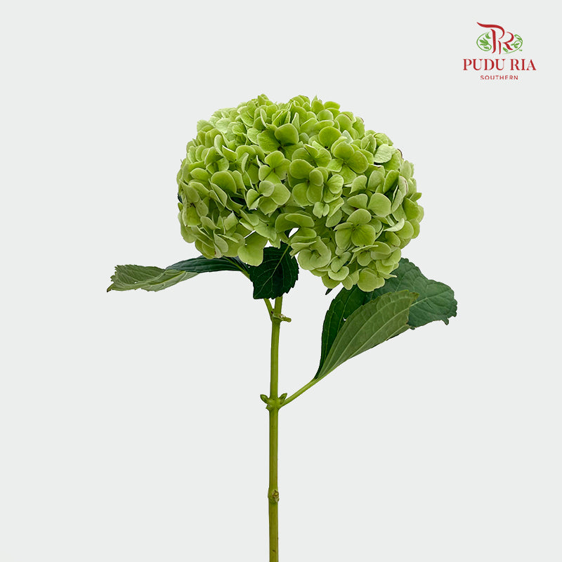 Hydrangea Green 绣球花 - (Per Stem)