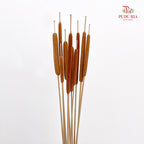 Dry Cattail Stick