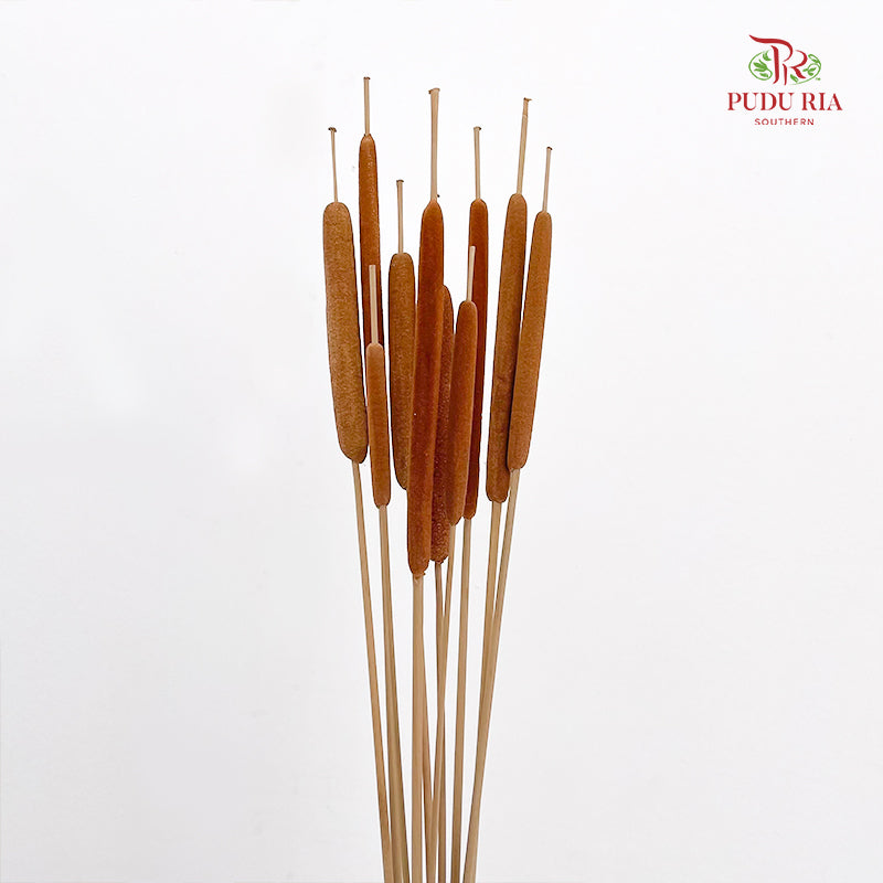 Dry Cattail Stick