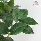 Camellia Chi Dan