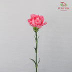 Carnation St Tonic  (18-20 Stems) - Pudu Ria Florist Southern