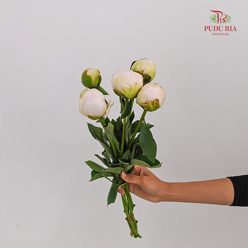 Peony Angel In White 白衣天使芍药 - (5 Stems)