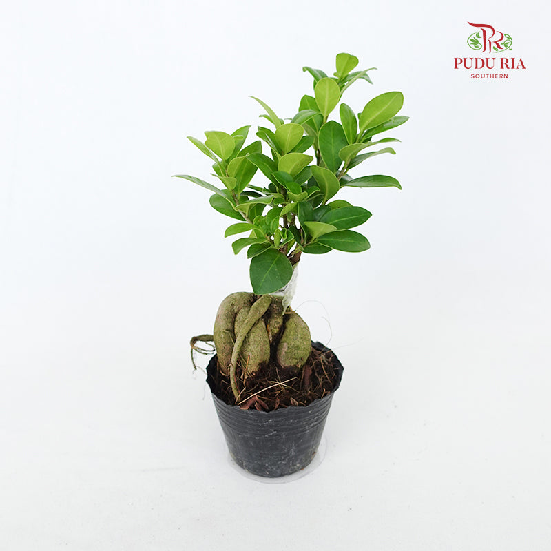 Ficus Ginseng Mini