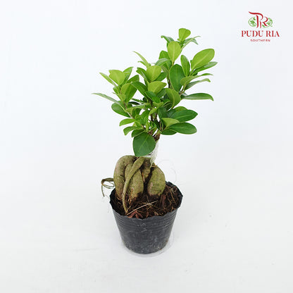 Ficus Ginseng Mini