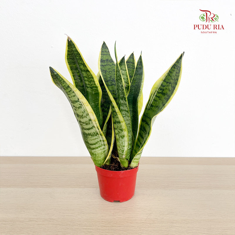 Sansevieria Superba P90