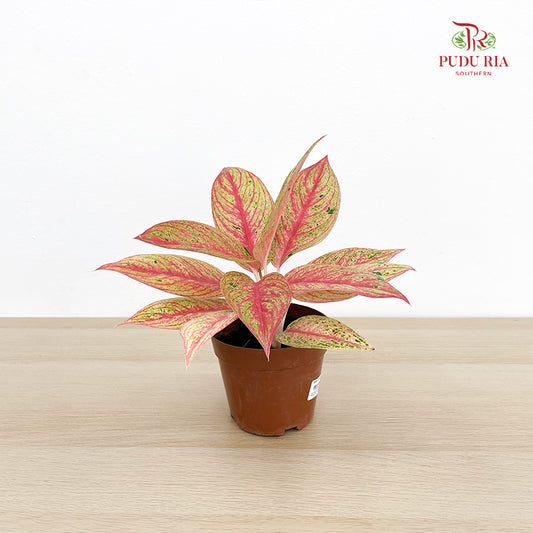 Aglaonema Star Shining Gold