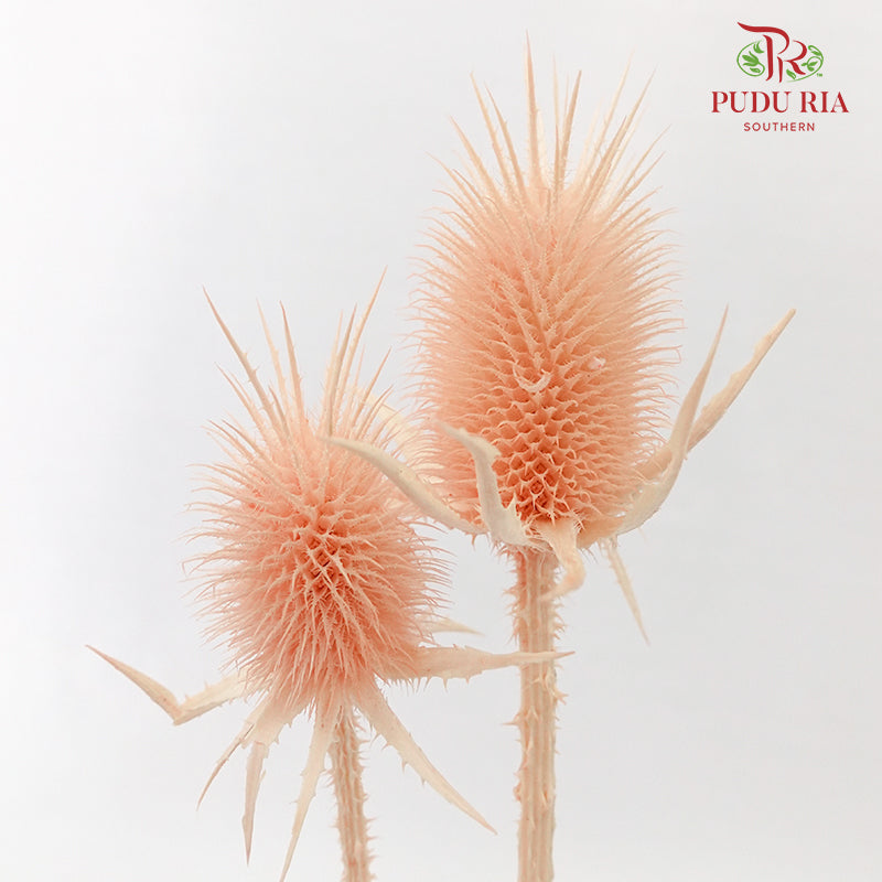 Dry Eryngium Pink - Pudu Ria Florist Southern