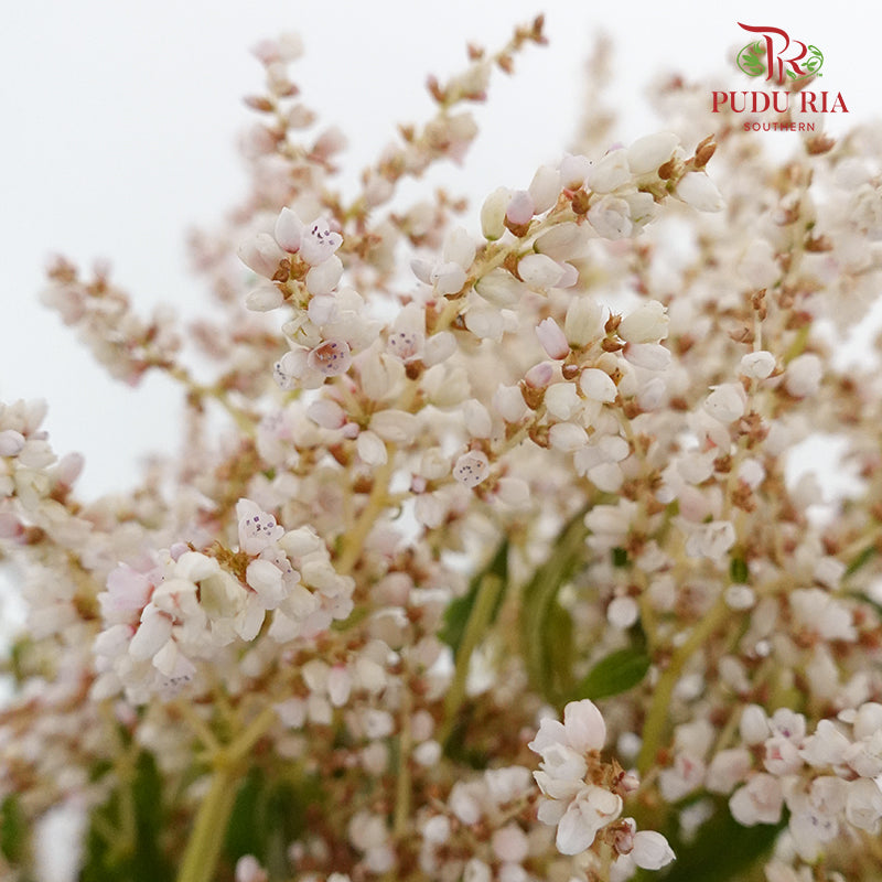 Nine Star leaves - Pudu Ria Florist Southern