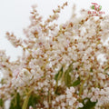 Nine Star leaves - Pudu Ria Florist Southern