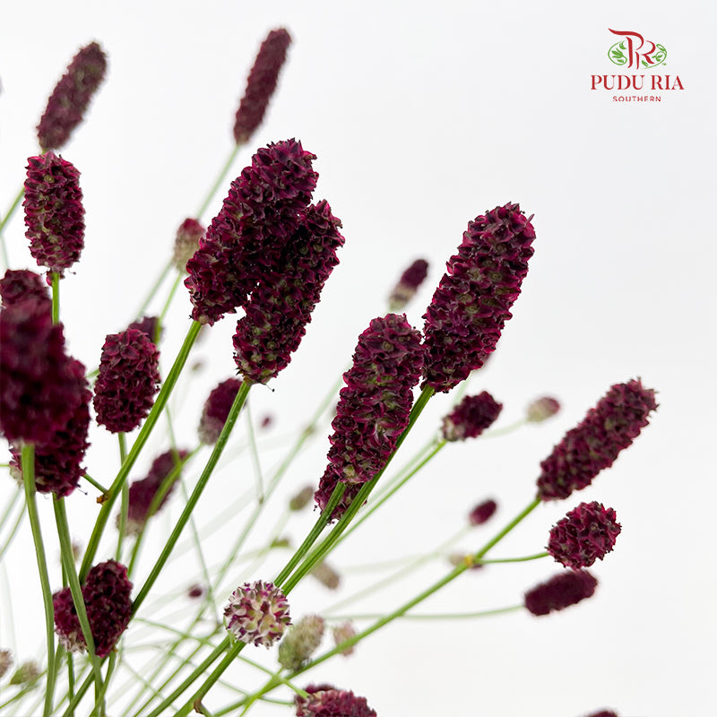Sanguisorba 地榆 - (10 Stems)