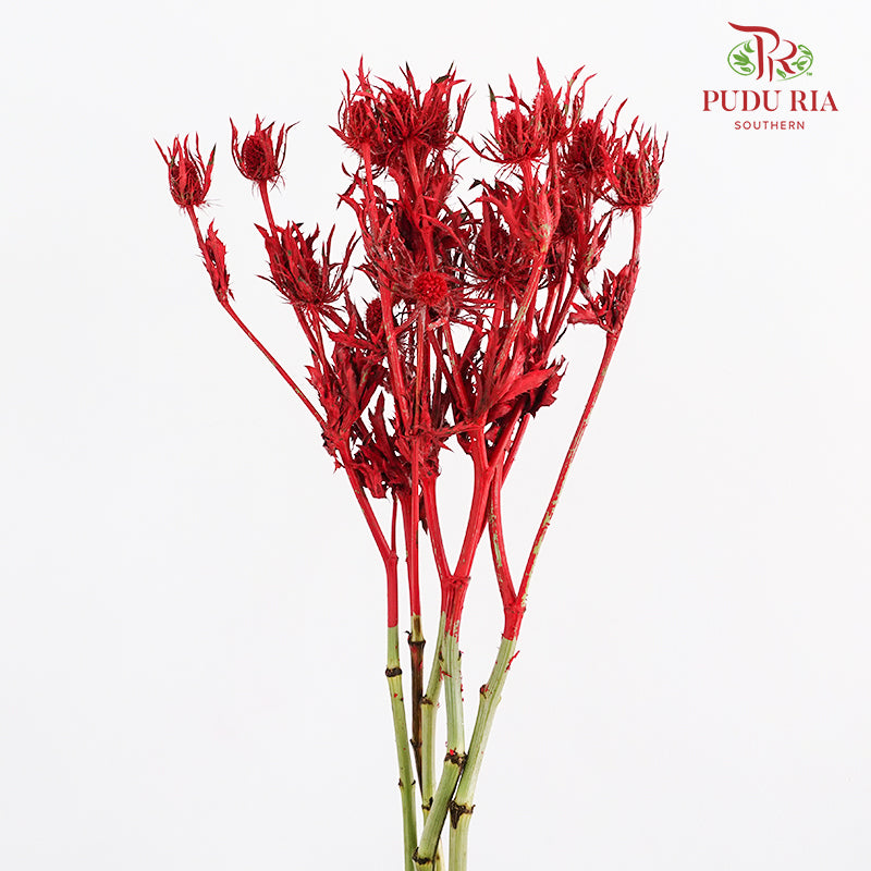 Eryngium Dyed Red - (5 Stems)