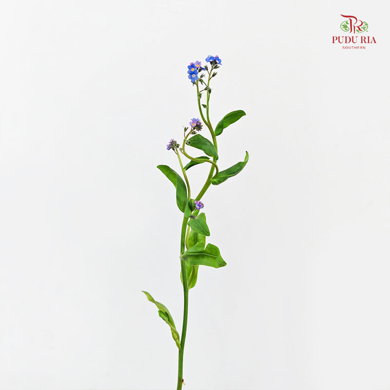 Myosotis 勿忘草 - (5 Stems)