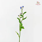Myosotis 勿忘草 - (5 Stems)