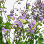 Thalictrum 唐松草 - (Per Bundle)