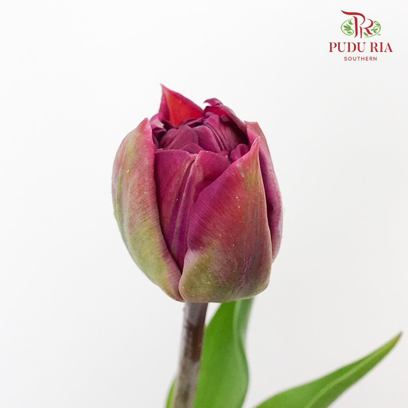 Tulip Purple Double petal (8-9 Stems) - Pudu Ria Florist Southern