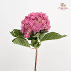 Hydrangea Pink - (Per Stem)