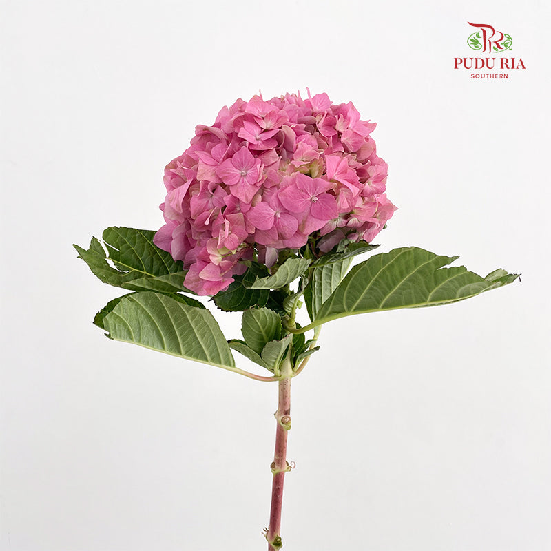 Hydrangea Pink - (Per Stem)
