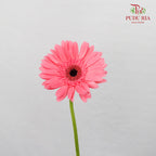 Gerbera  Pink (8-10 Stems) - Pudu Ria Florist Southern