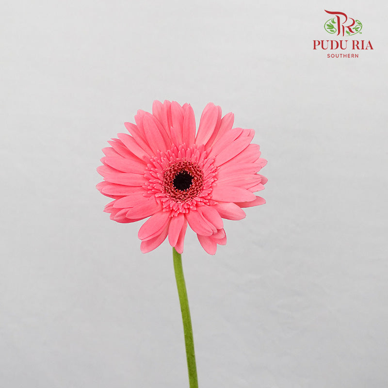 Gerbera  Pink (8-10 Stems) - Pudu Ria Florist Southern