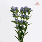 Gentiana Blue - (5 Stems)