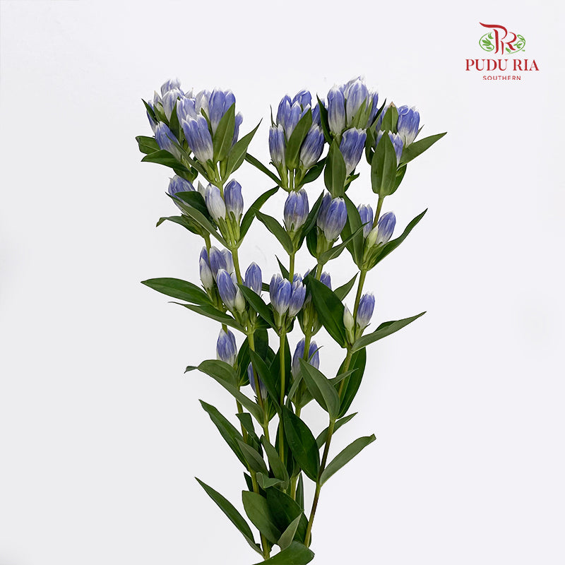 Gentiana Blue - (5 Stems)