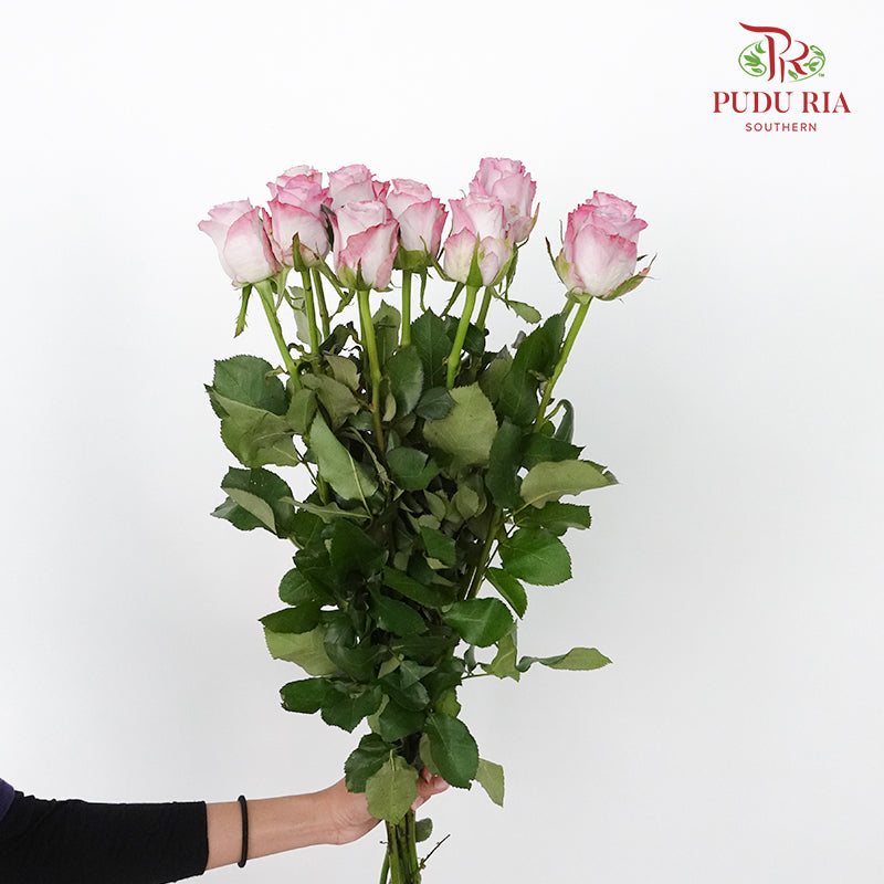 Rose Charisma 8-10 Stems) - Pudu Ria Florist Southern