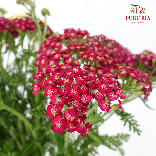 Achillea / Yarrow Red - Pudu Ria Florist Southern